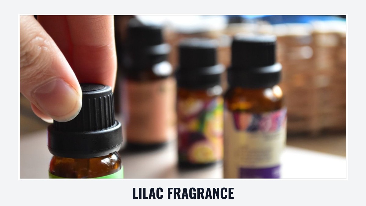 lilac fragrance